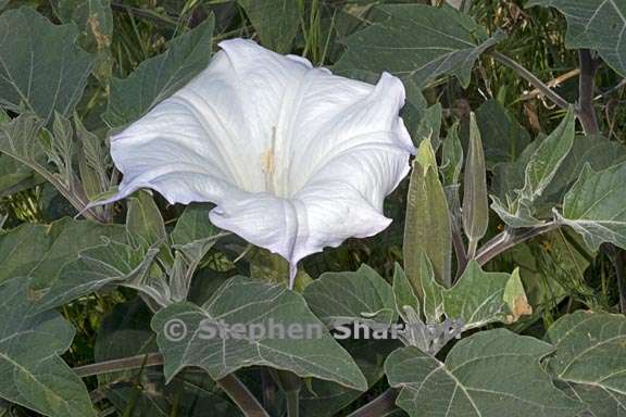 datura wrightii 4 graphic